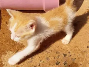 Gato raça  idade Abaixo de 2 meses nome Sem nome