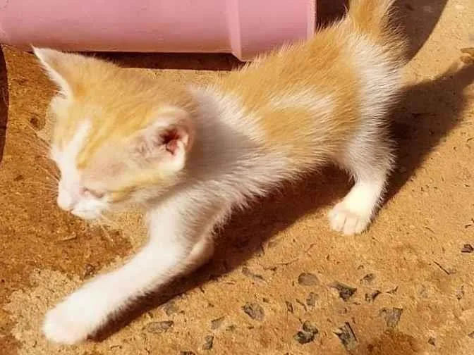 Gato ra a  idade Abaixo de 2 meses nome Sem nome