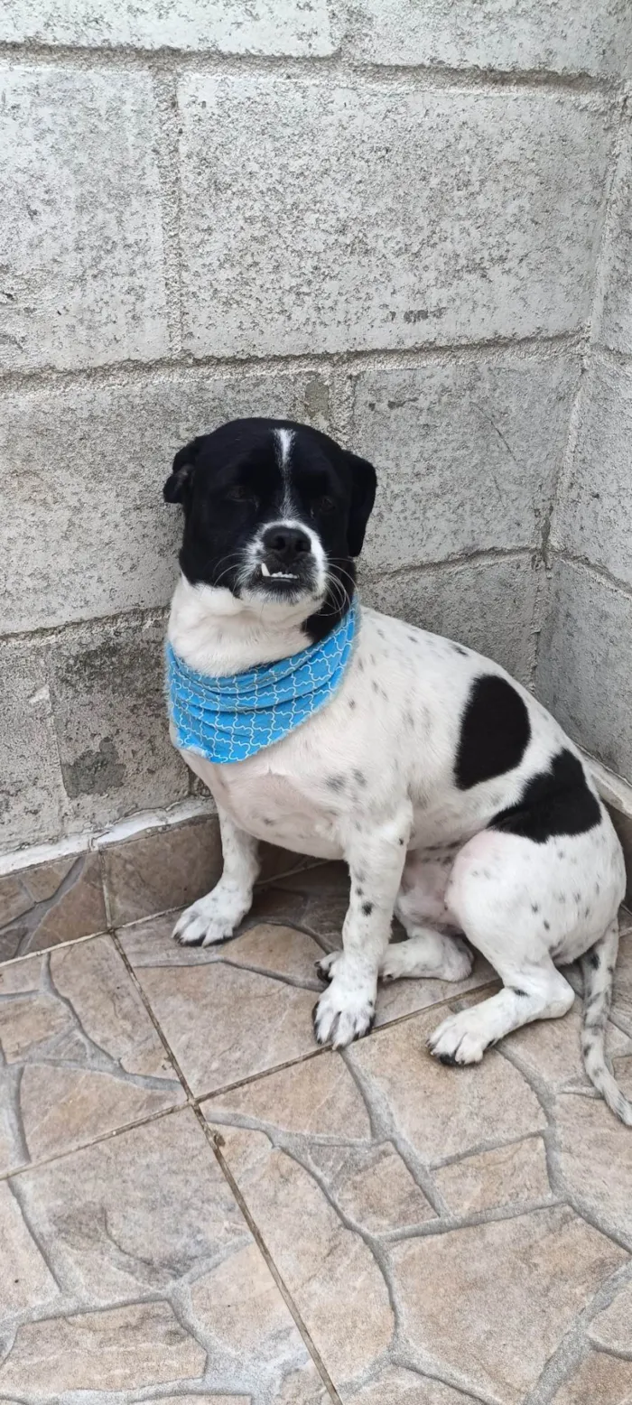 Cachorro ra a Shitzu com viralata idade 2 anos nome Théo 