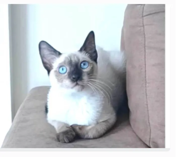 Gato ra a srd "sialata" idade 7 a 11 meses nome LION