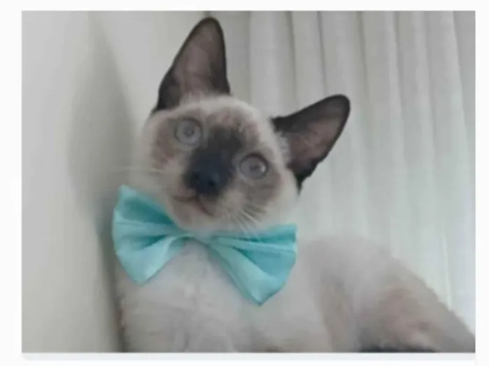 Gato ra a srd "sialata" idade 7 a 11 meses nome LION