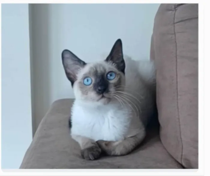 Gato ra a srd "sialata" idade 7 a 11 meses nome LION