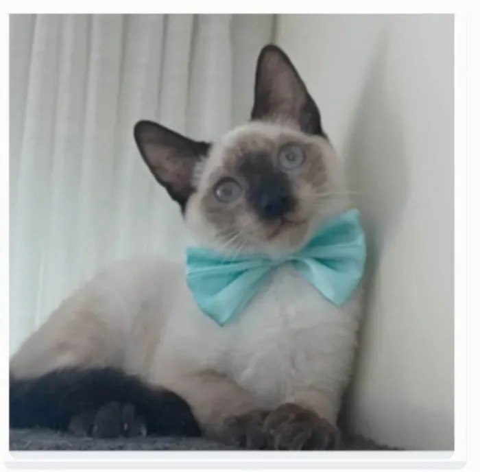 Gato ra a srd "sialata" idade 7 a 11 meses nome LION