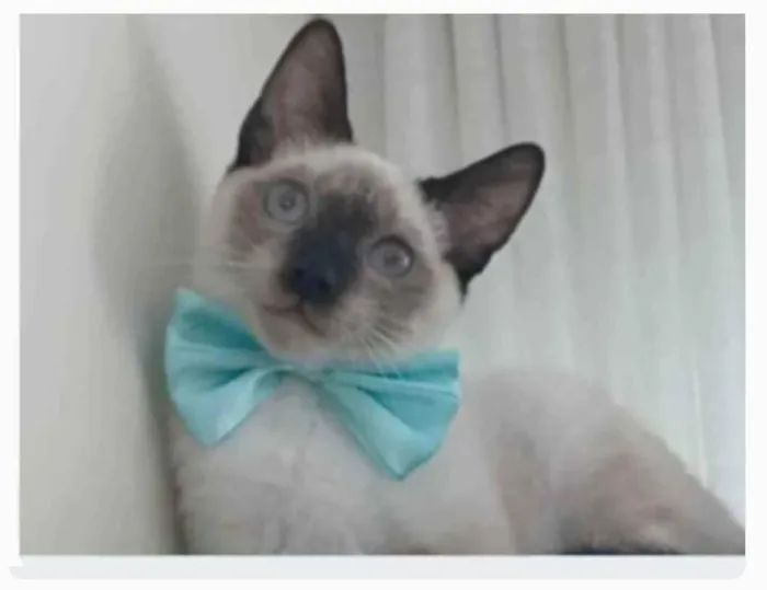 Gato ra a srd "sialata" idade 7 a 11 meses nome LION