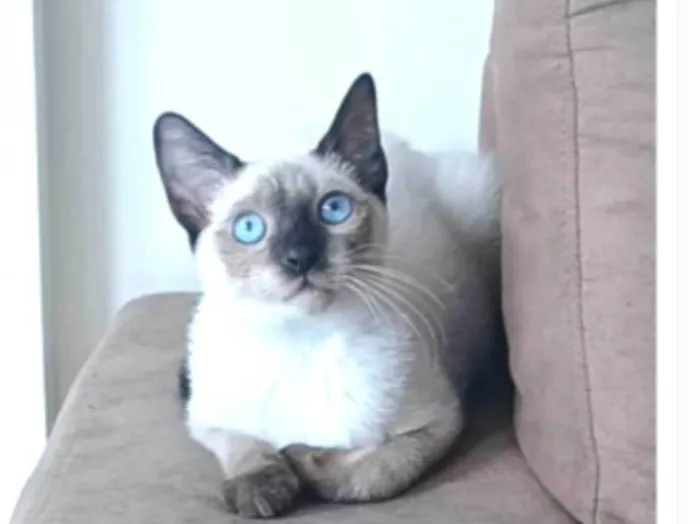 Gato ra a srd "sialata" idade 7 a 11 meses nome LION