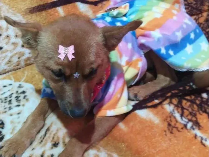 Cachorro ra a SRD-ViraLata idade 1 ano nome Lilica 