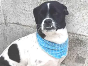 Cachorro raça Shitzu com viralata idade 2 anos nome Théo 