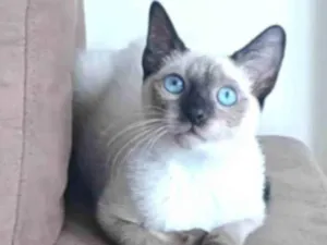 Gato raça srd "sialata" idade 7 a 11 meses nome LION
