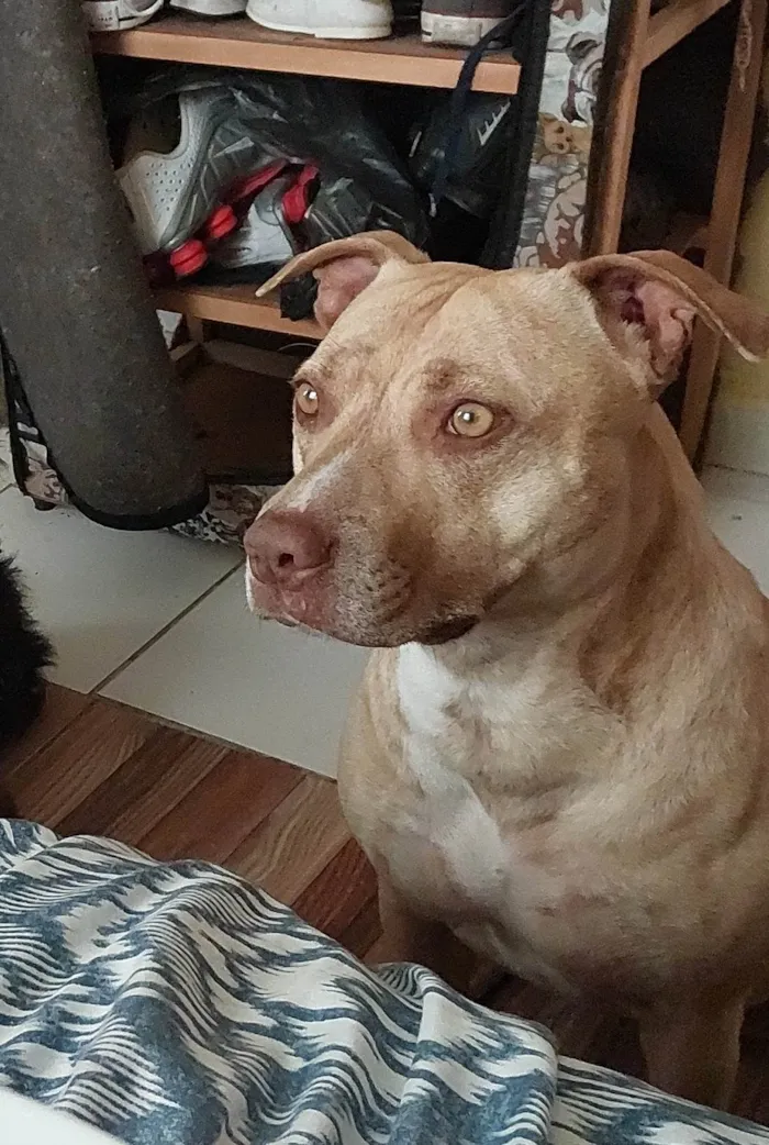 Cachorro ra a Pit-Bull idade 1 ano nome Pandora 