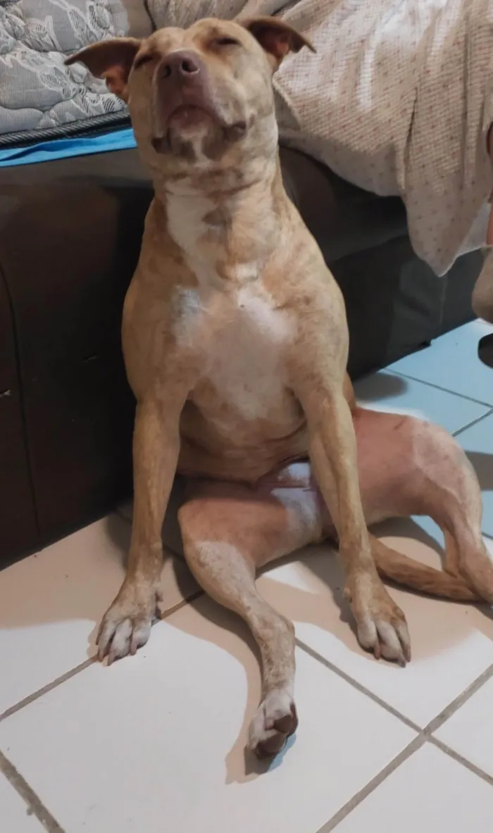 Cachorro ra a Pit-Bull idade 1 ano nome Pandora 