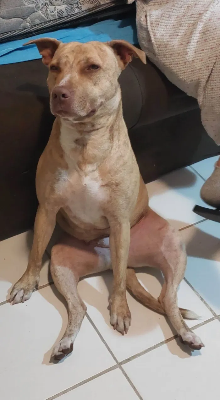 Cachorro ra a Pit-Bull idade 1 ano nome Pandora 