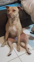 Pandora