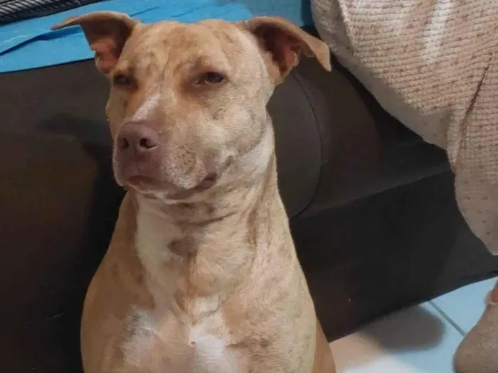 Cachorro ra a Pit-Bull idade 1 ano nome Pandora 