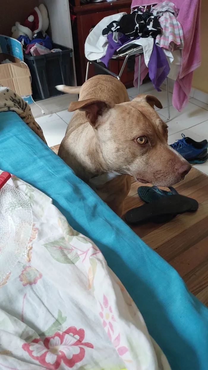 Cachorro ra a Pit-Bull idade 1 ano nome Pandora 