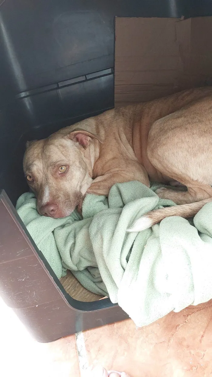 Cachorro ra a Pit-Bull idade 1 ano nome Pandora 
