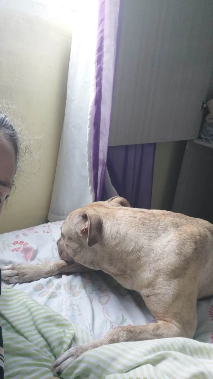 Cachorro ra a Pit-Bull idade 1 ano nome Pandora 