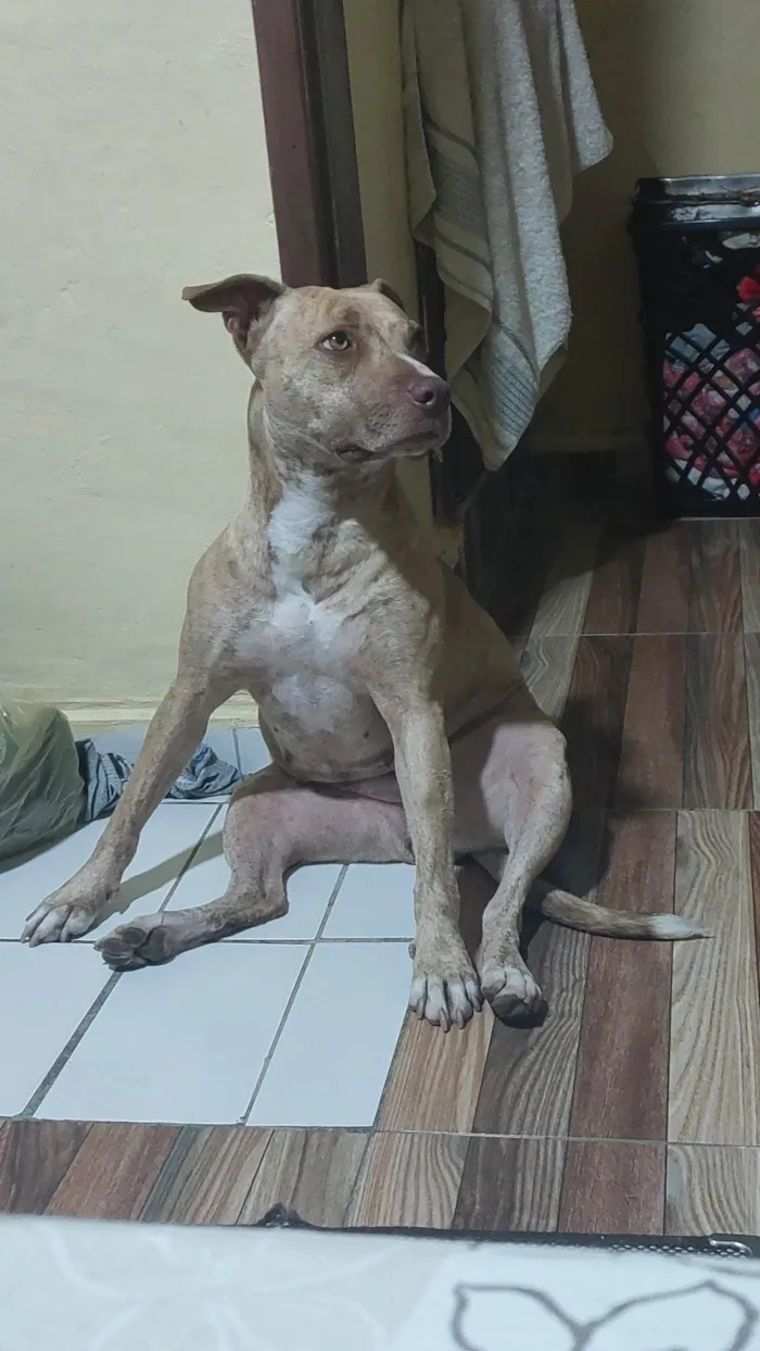 Cachorro ra a Pit-Bull idade 1 ano nome Pandora 