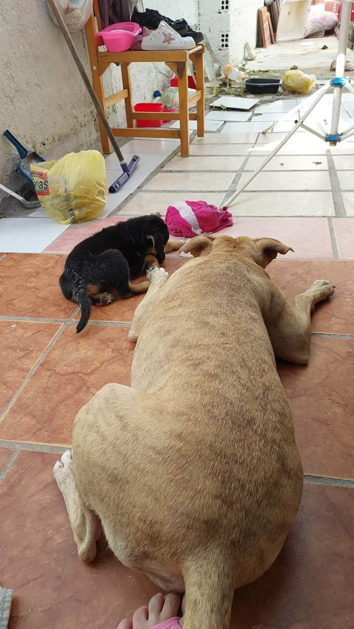 Cachorro ra a Pit-Bull idade 1 ano nome Pandora 
