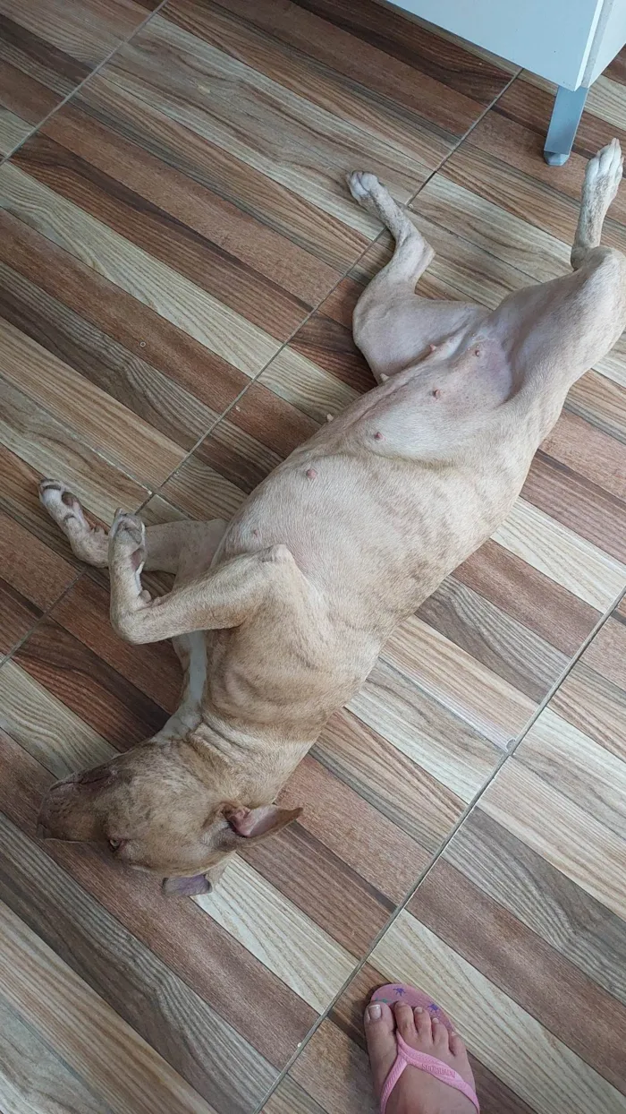 Cachorro ra a Pit-Bull idade 1 ano nome Pandora 