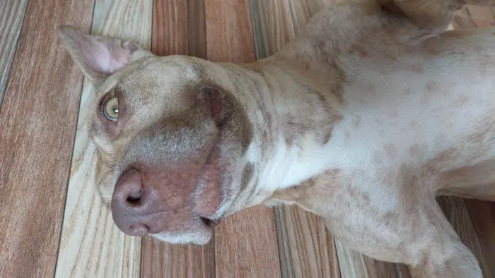 Cachorro ra a Pit-Bull idade 1 ano nome Pandora 