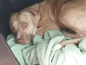 Cachorro raça Pit-Bull idade 1 ano nome Pandora 