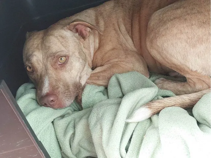 Cachorro ra a Pit-Bull idade 1 ano nome Pandora 