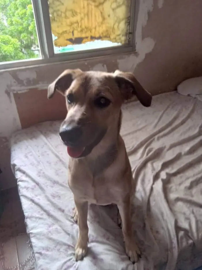 Cachorro ra a SRD-ViraLata idade 2 a 6 meses nome Vitória 