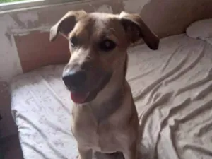 Cachorro raça SRD-ViraLata idade 2 a 6 meses nome Vitória 