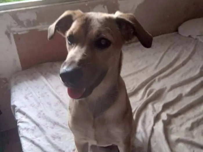 Cachorro ra a SRD-ViraLata idade 2 a 6 meses nome Vitória 