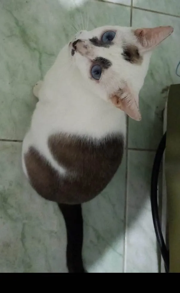 Gato ra a SRD idade 7 a 11 meses nome Marie