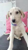 Canjica bb2meses linda e boazinha