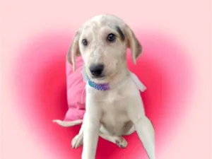Cachorro raça SRD-ViraLata idade 2 a 6 meses nome Canjica bb2meses linda e boazinha 