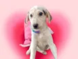 Canjica bb2meses linda e boazinha