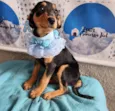 Lilly 4 meses maravilhosa