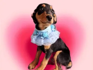 Cachorro raça SRD-ViraLata idade 2 a 6 meses nome Lilly 4 meses maravilhosa 