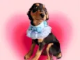 Lilly 4 meses maravilhosa