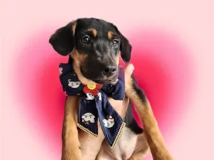 Cachorro raça SRD-ViraLata idade 2 a 6 meses nome Marie bb4 meses lindíssima 