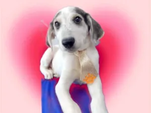 Cachorro raça SRD-ViraLata idade 2 a 6 meses nome Arroz-doce bb2meses lindo 
