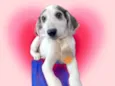 Arroz-doce bb2meses lindo