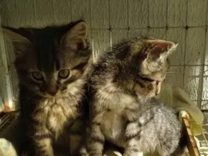 Gato raça SRD-ViraLata idade 2 a 6 meses nome 2 MACHINHOS