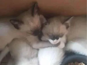 Gato raça Srd idade 2 a 6 meses nome Srd