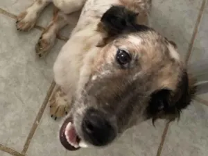 Cachorro raça Poodle idade 2 a 6 meses nome Lulu