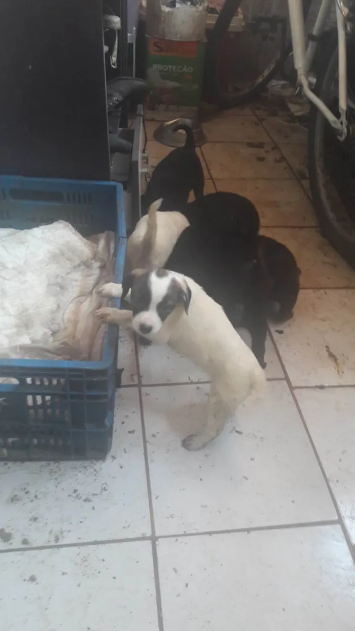 Cachorro ra a SRD-ViraLata idade 1 ano nome Sem nome