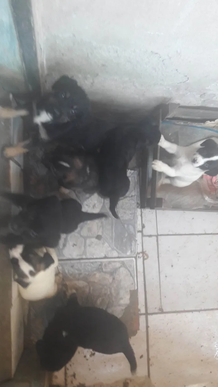 Cachorro ra a SRD-ViraLata idade 1 ano nome Sem nome