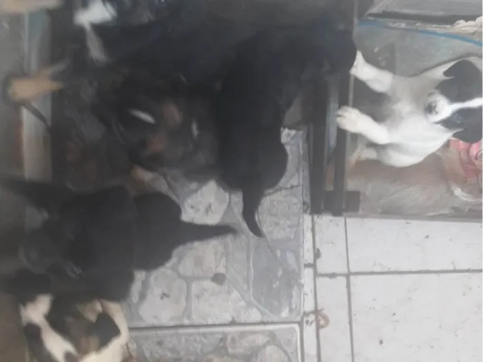 Cachorro ra a SRD-ViraLata idade 1 ano nome Sem nome