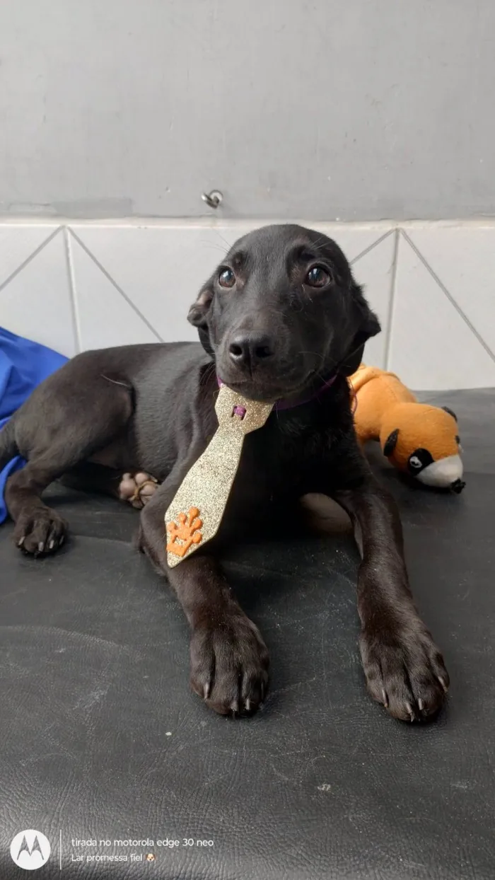 Cachorro ra a SRD-ViraLata idade 2 a 6 meses nome Oreo bb4meses fofo e lindo 