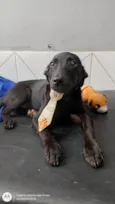 Oreo bb4meses fofo e lindo