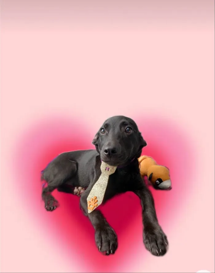 Cachorro ra a SRD-ViraLata idade 2 a 6 meses nome Oreo bb4meses fofo e lindo 