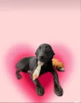 Oreo bb4meses fofo e lindo
