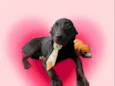 Oreo bb4meses fofo e lindo